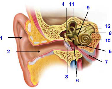 Detail Images Of The Ear Nomer 12