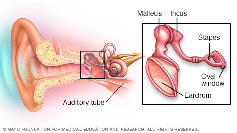 Detail Images Of The Ear Nomer 13