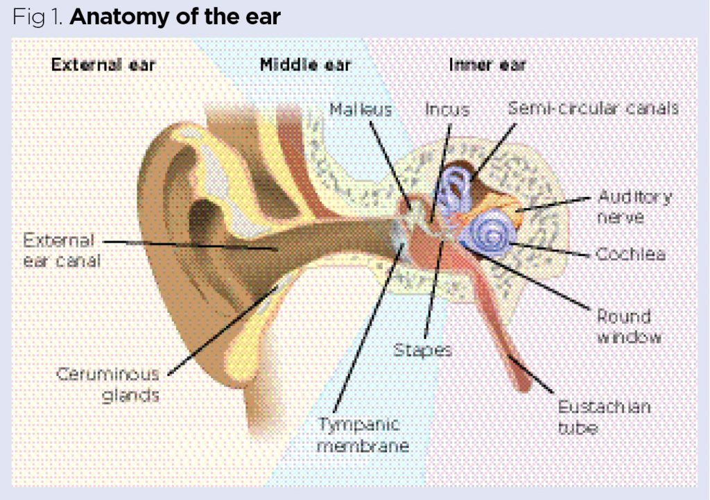 Detail Images Of The Ear Nomer 14