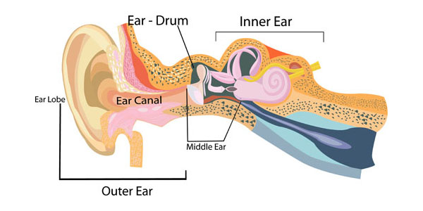 Detail Images Of The Ear Nomer 20