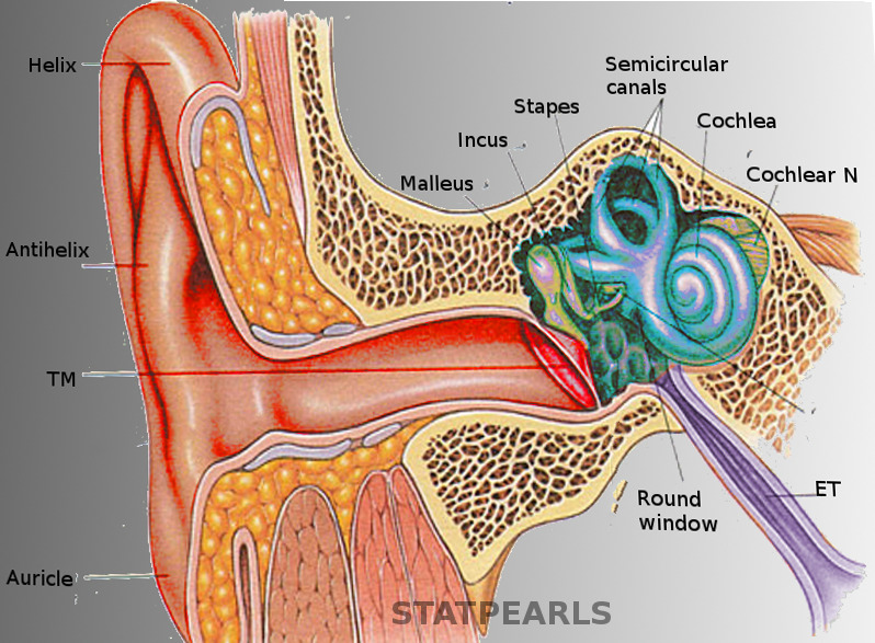 Detail Images Of The Ear Nomer 29