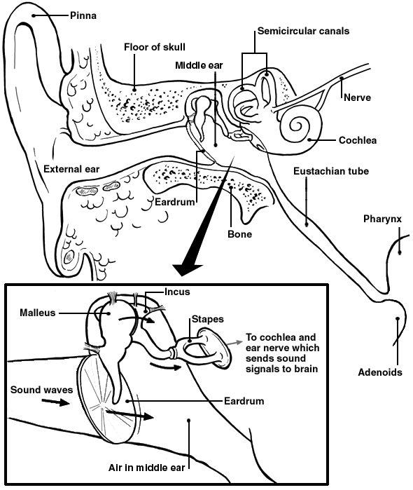 Detail Images Of The Ear Nomer 43