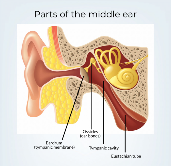 Detail Images Of The Ear Nomer 49