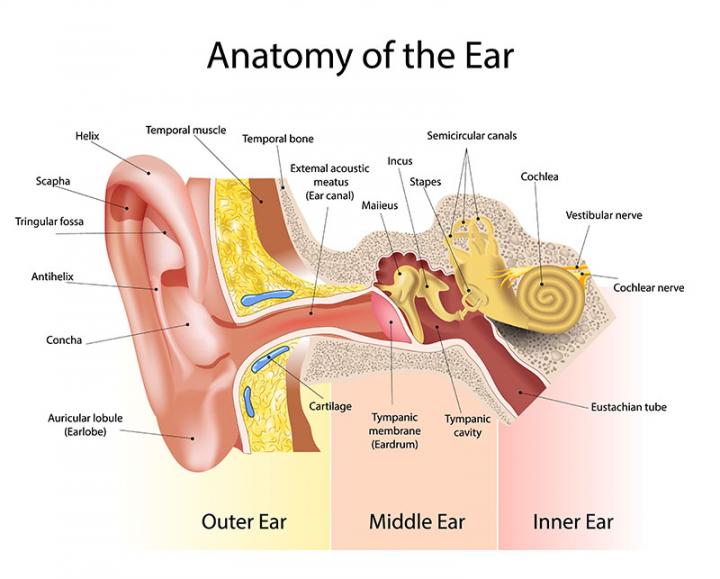 Detail Images Of The Ear Nomer 7