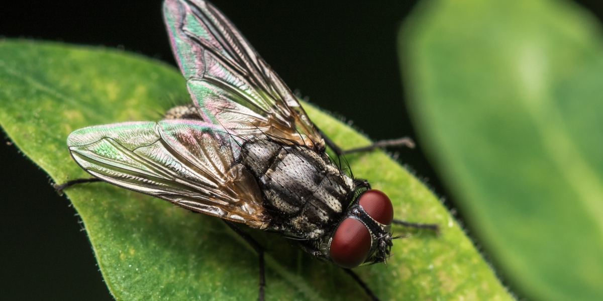 Detail Images Of The Fly Nomer 15