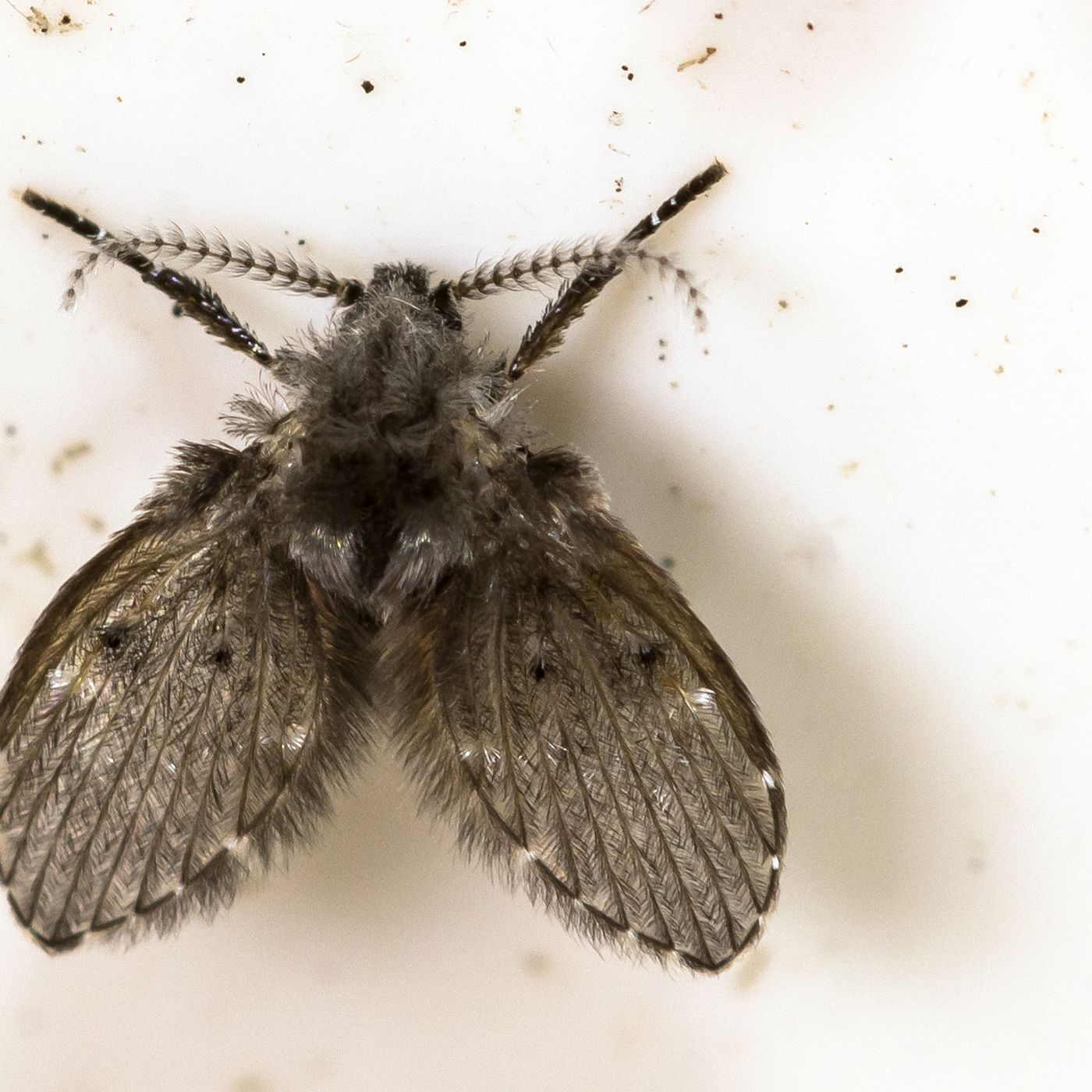 Detail Images Of The Fly Nomer 27