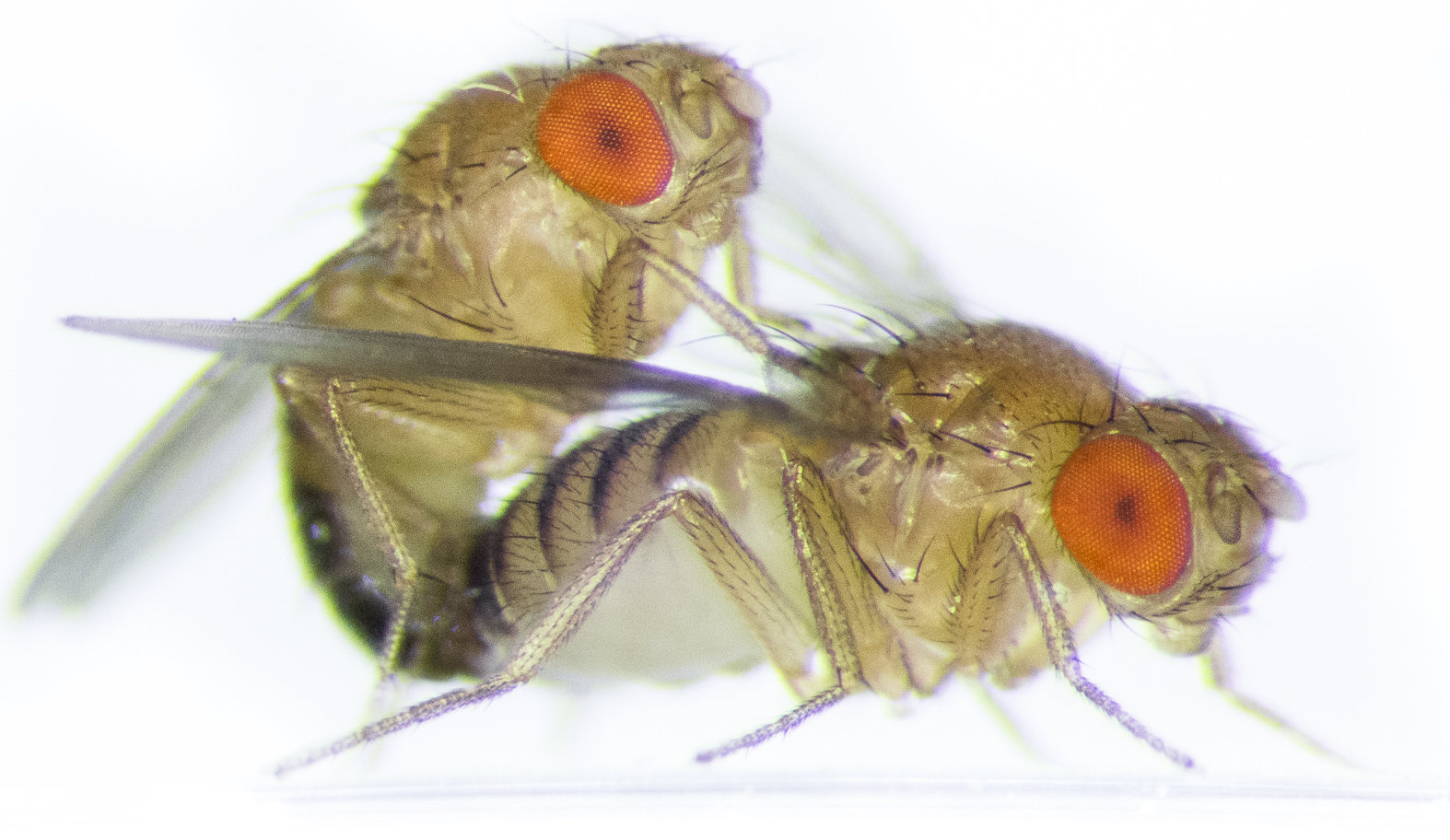 Detail Images Of The Fly Nomer 32