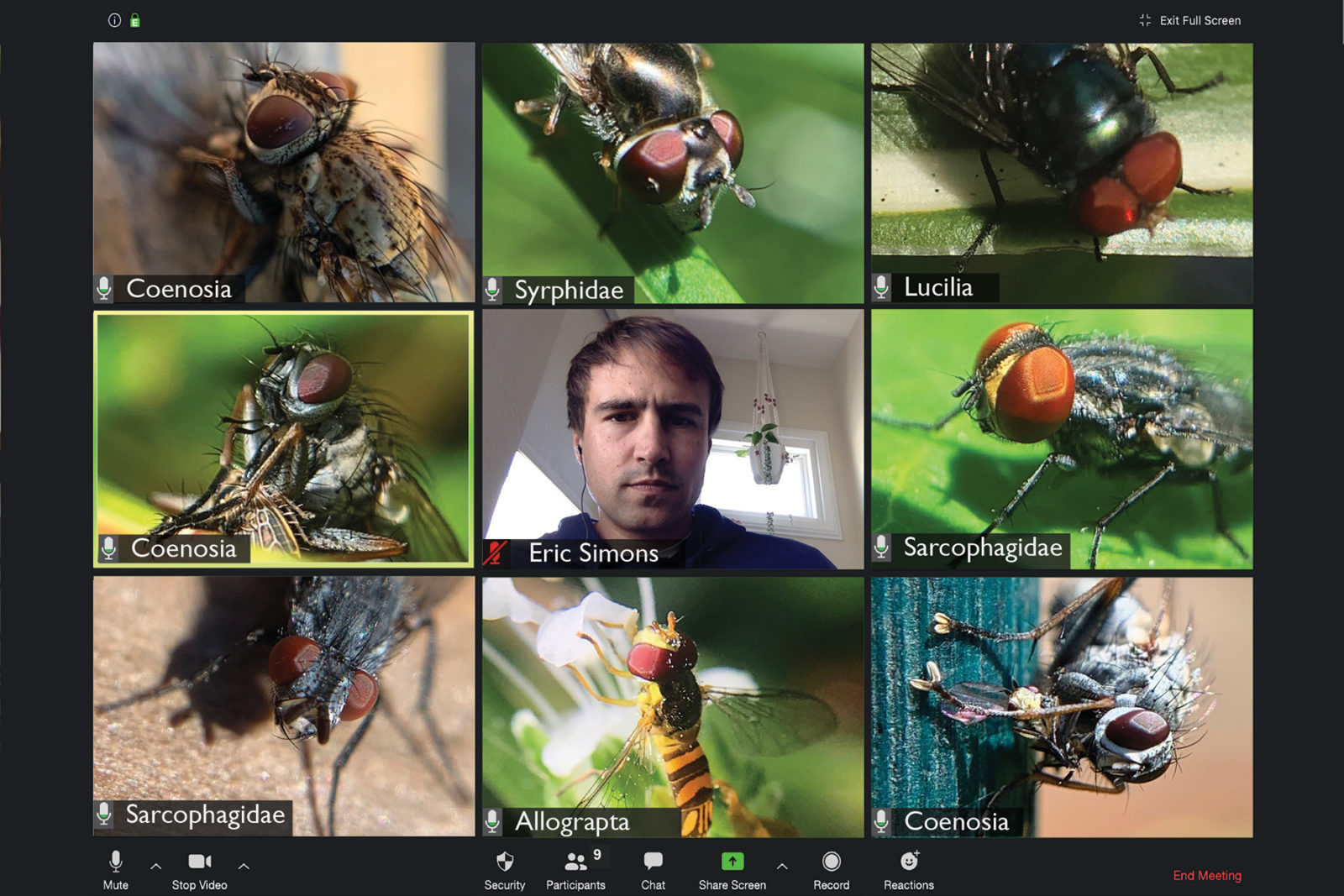 Detail Images Of The Fly Nomer 33
