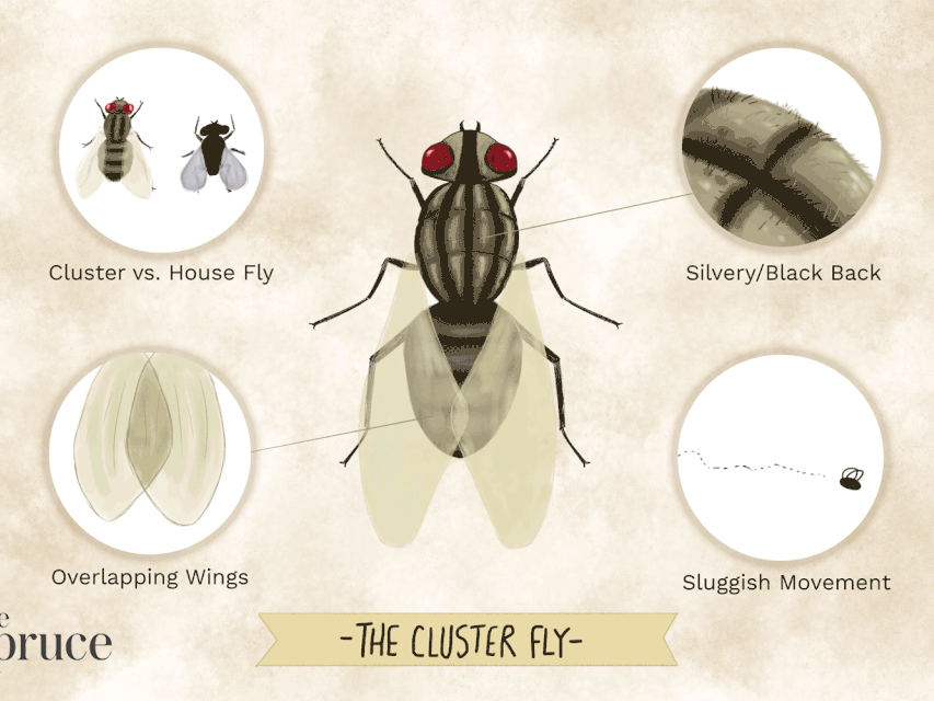 Detail Images Of The Fly Nomer 36