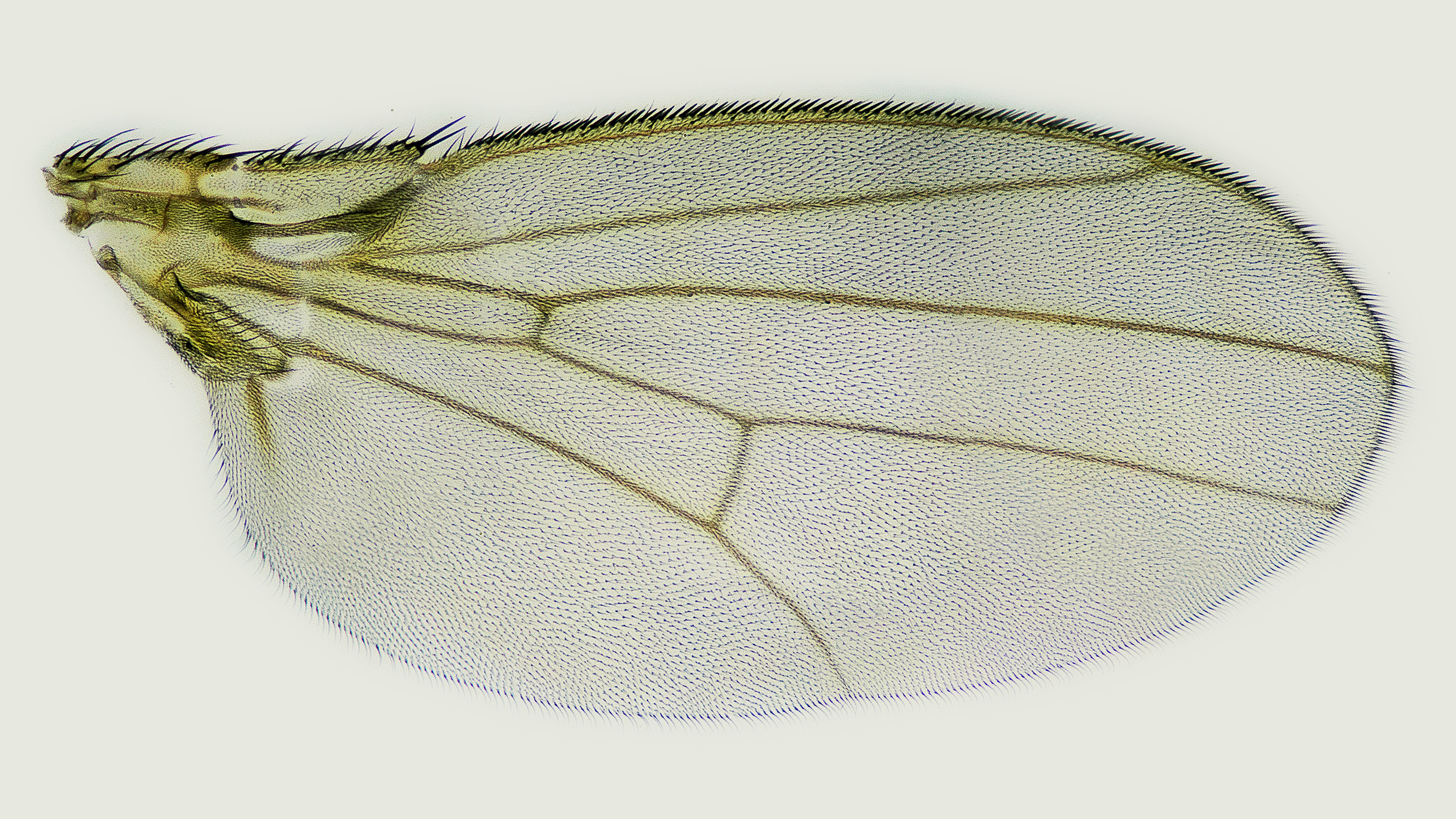 Detail Images Of The Fly Nomer 39