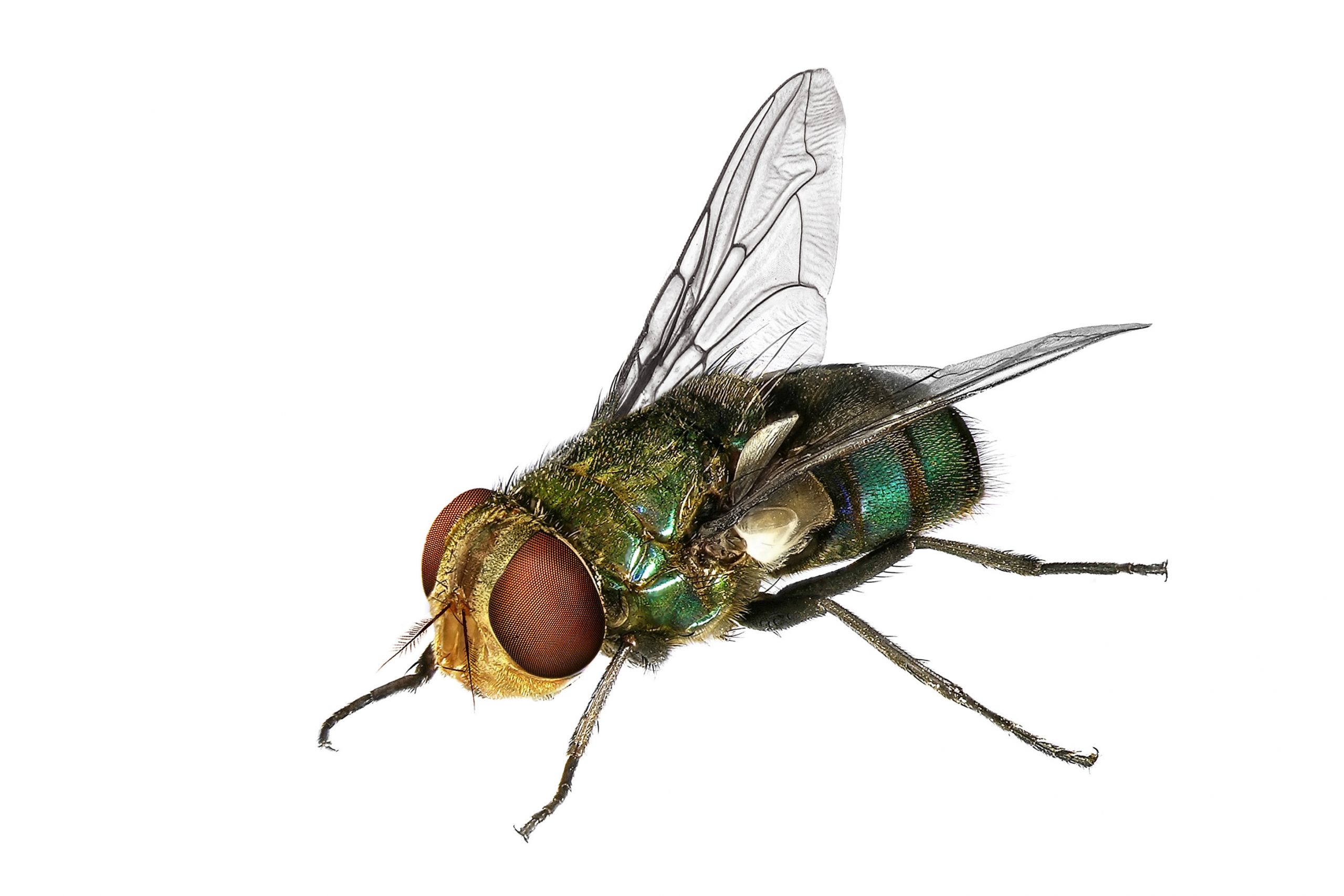 Detail Images Of The Fly Nomer 43