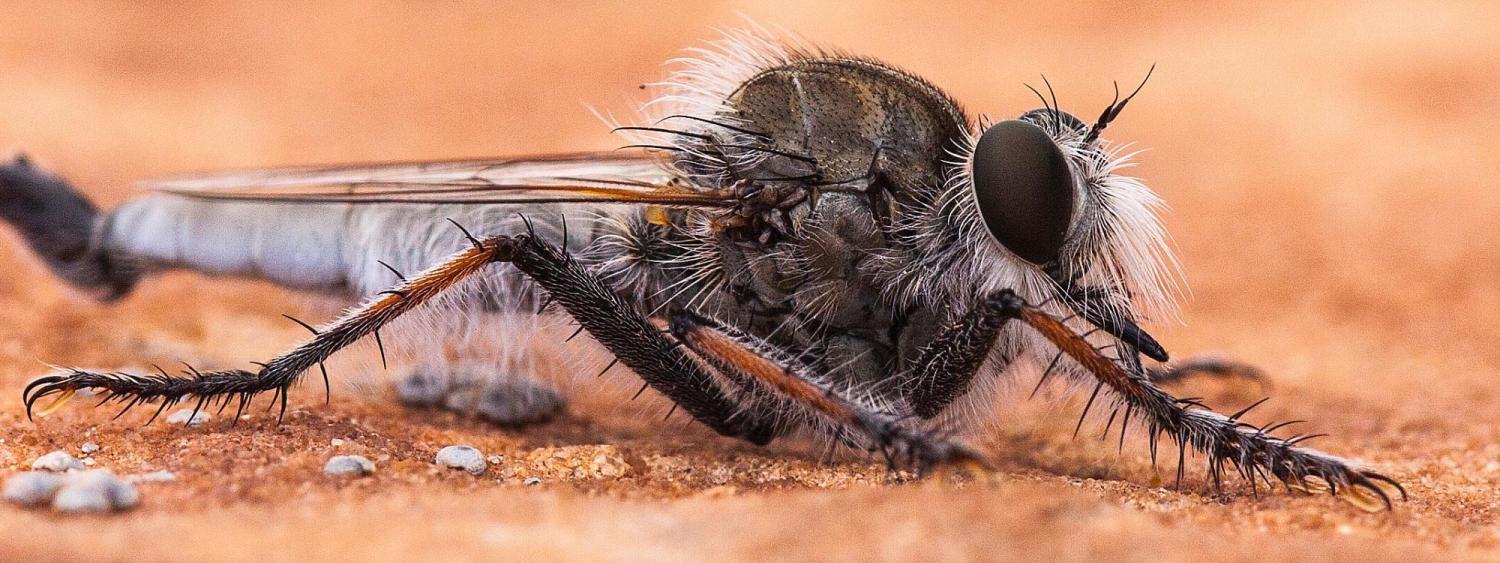 Detail Images Of The Fly Nomer 47