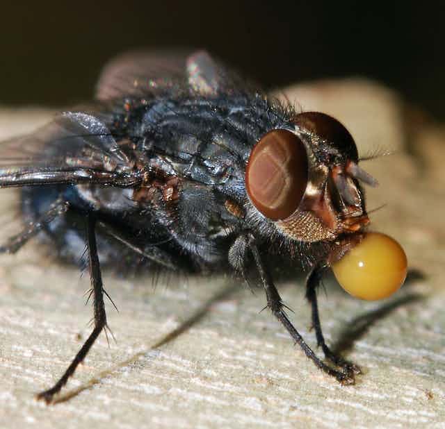 Detail Images Of The Fly Nomer 49