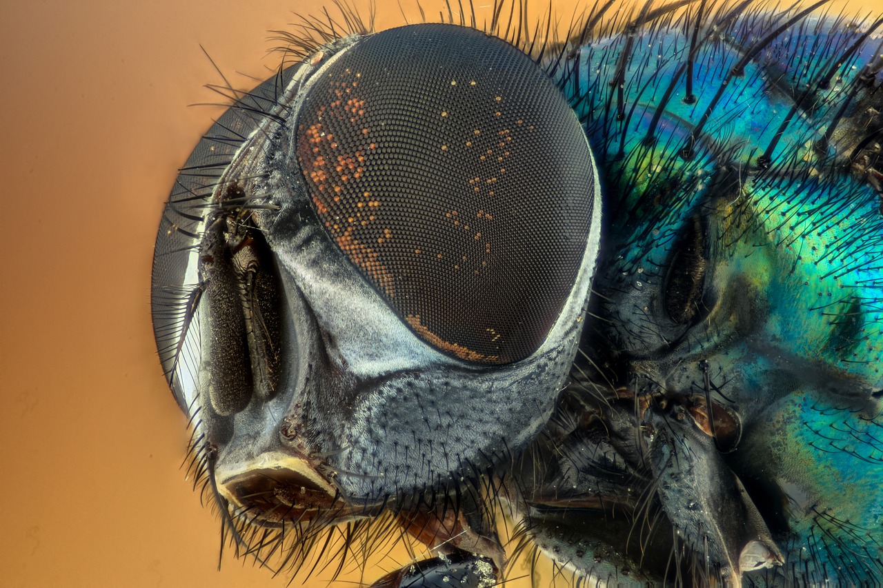 Detail Images Of The Fly Nomer 50