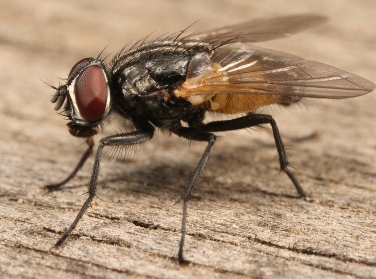 Detail Images Of The Fly Nomer 51