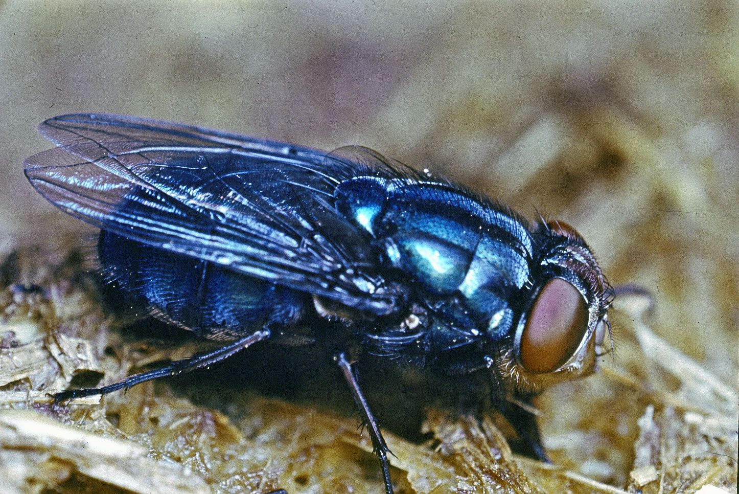 Detail Images Of The Fly Nomer 52