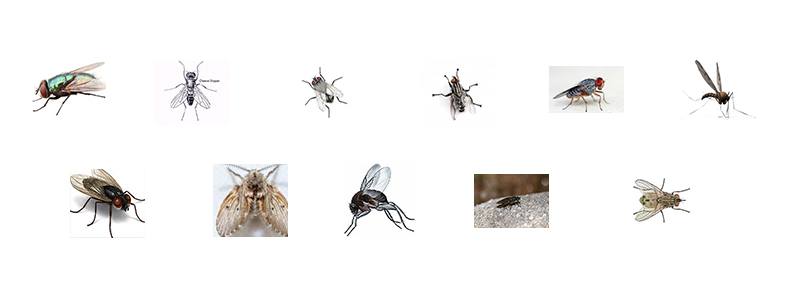 Detail Images Of The Fly Nomer 55