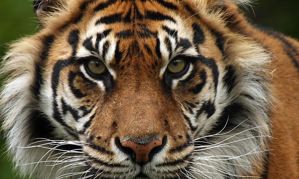 Detail Images Of Tigers Nomer 12