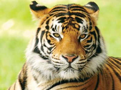 Detail Images Of Tigers Nomer 13