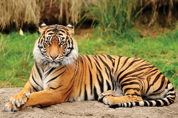 Detail Images Of Tigers Nomer 14