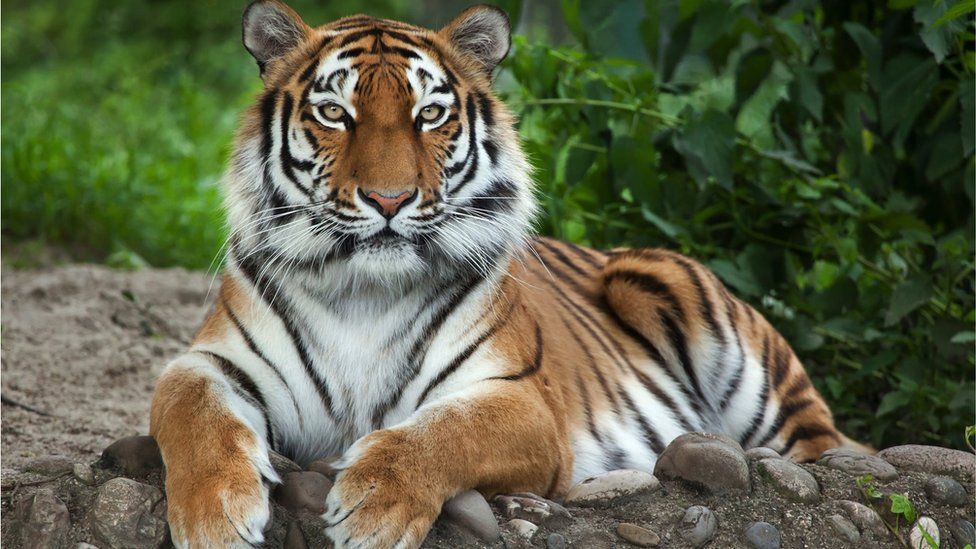 Detail Images Of Tigers Nomer 15