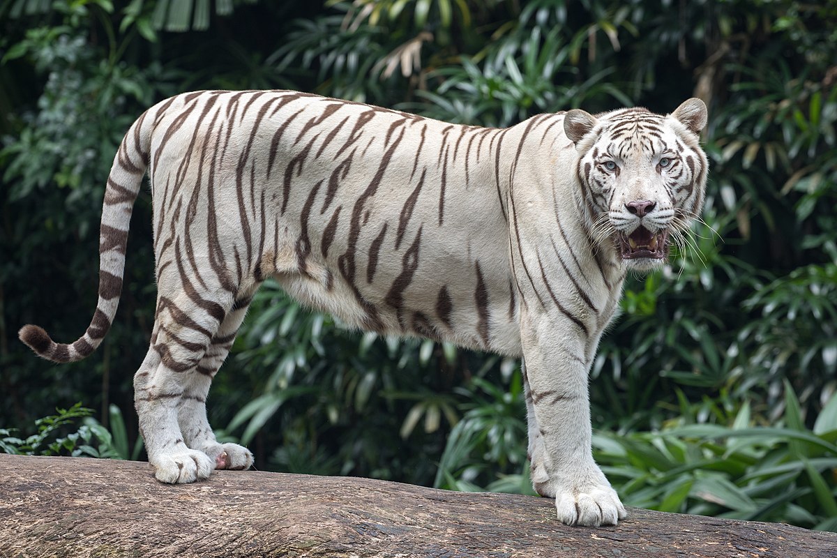 Detail Images Of Tigers Nomer 16