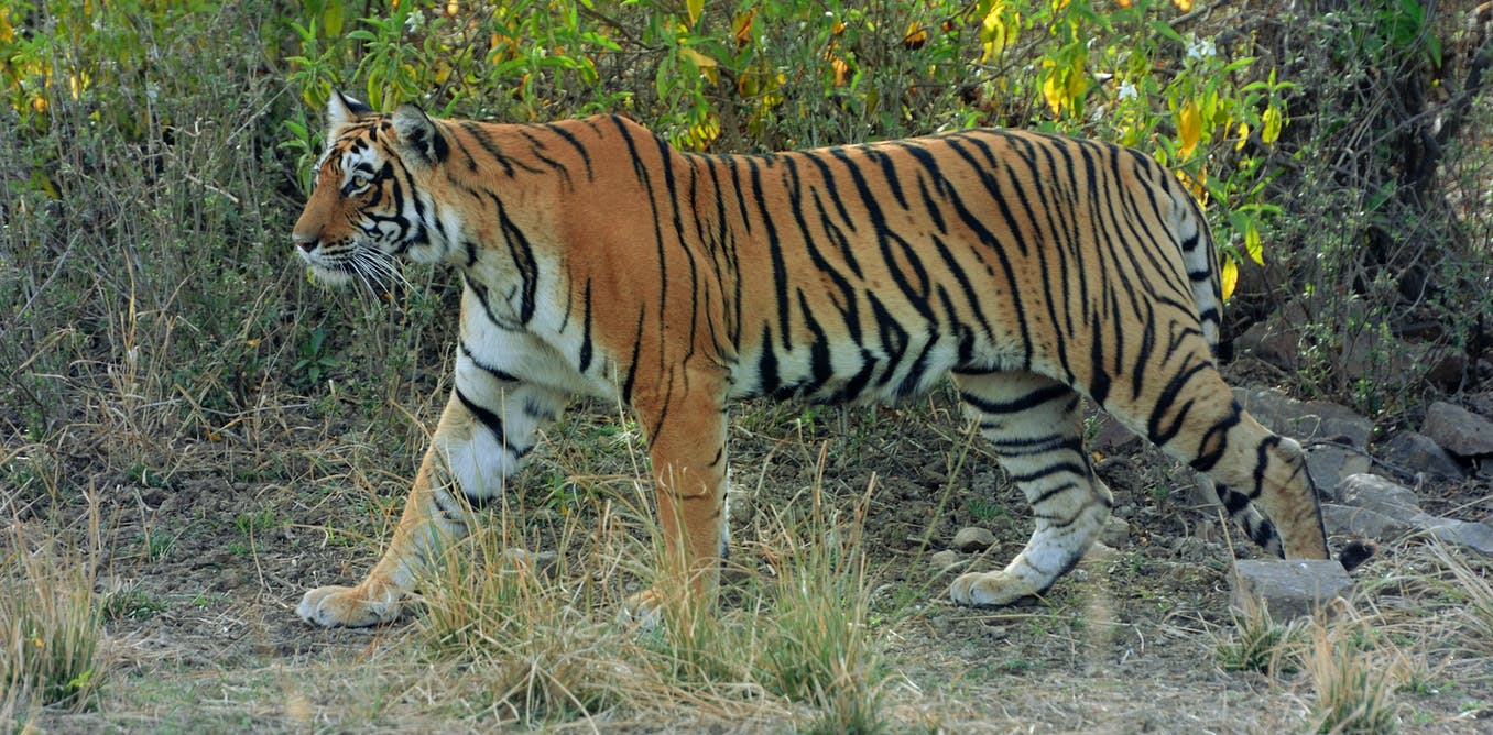 Detail Images Of Tigers Nomer 19