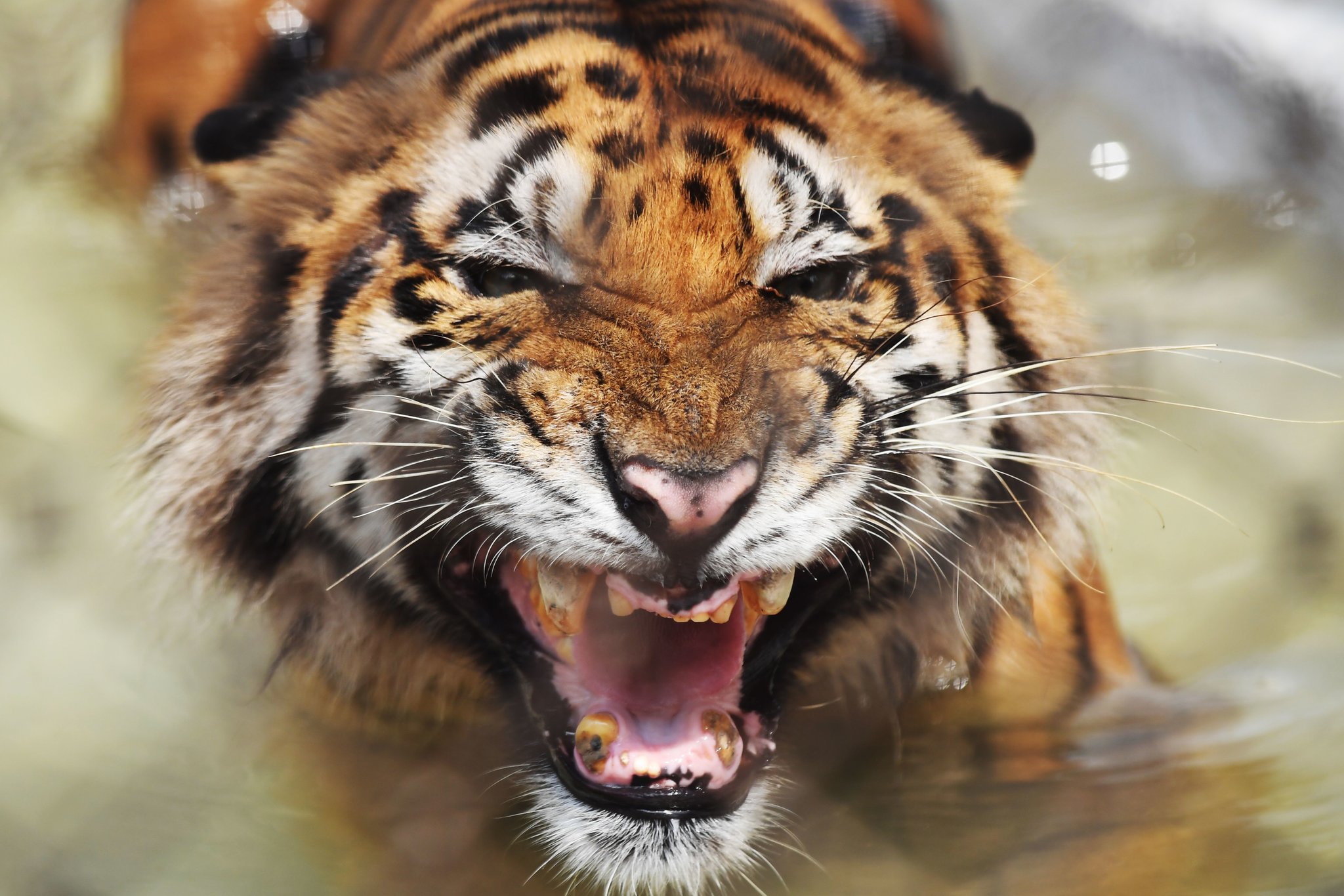 Detail Images Of Tigers Nomer 20