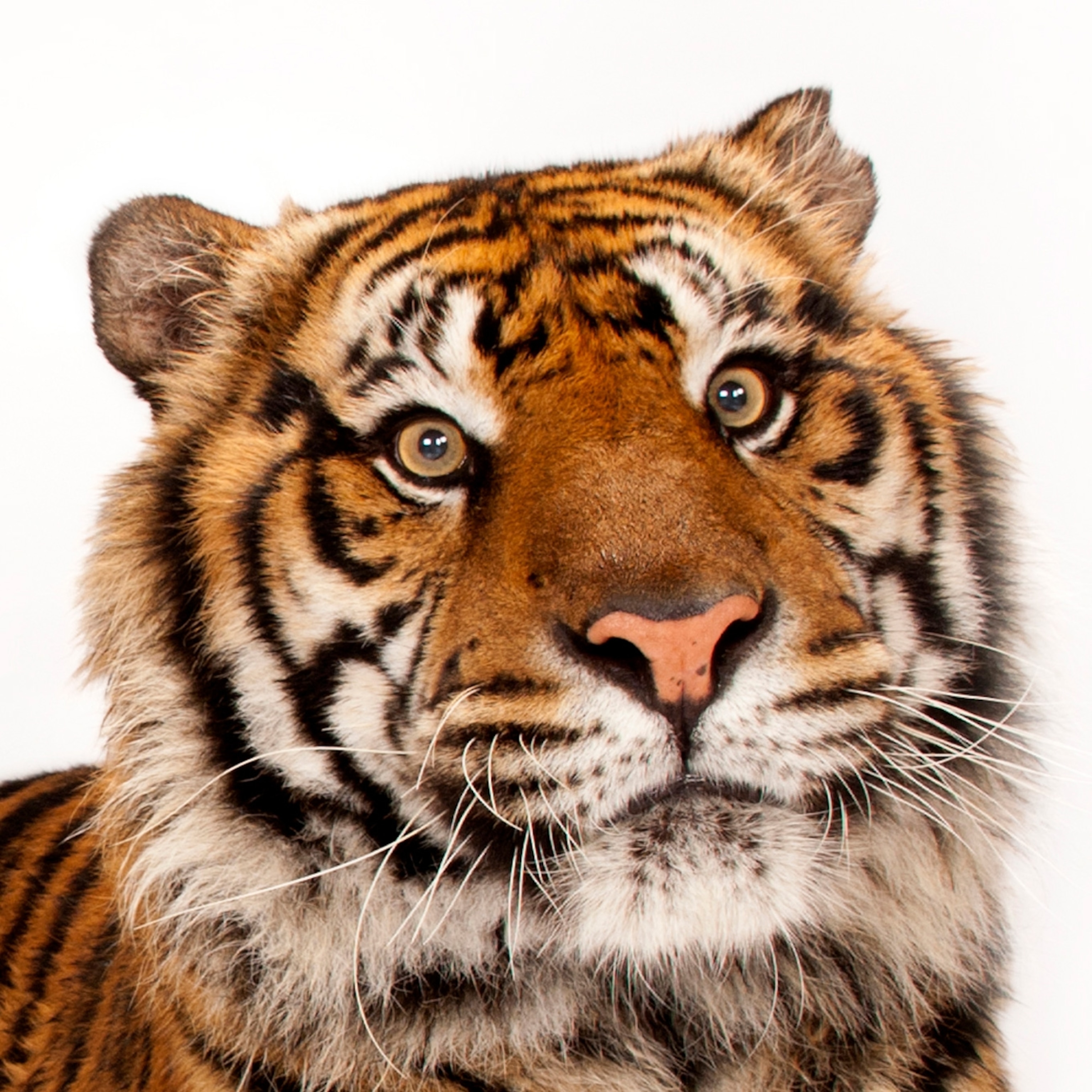 Detail Images Of Tigers Nomer 3