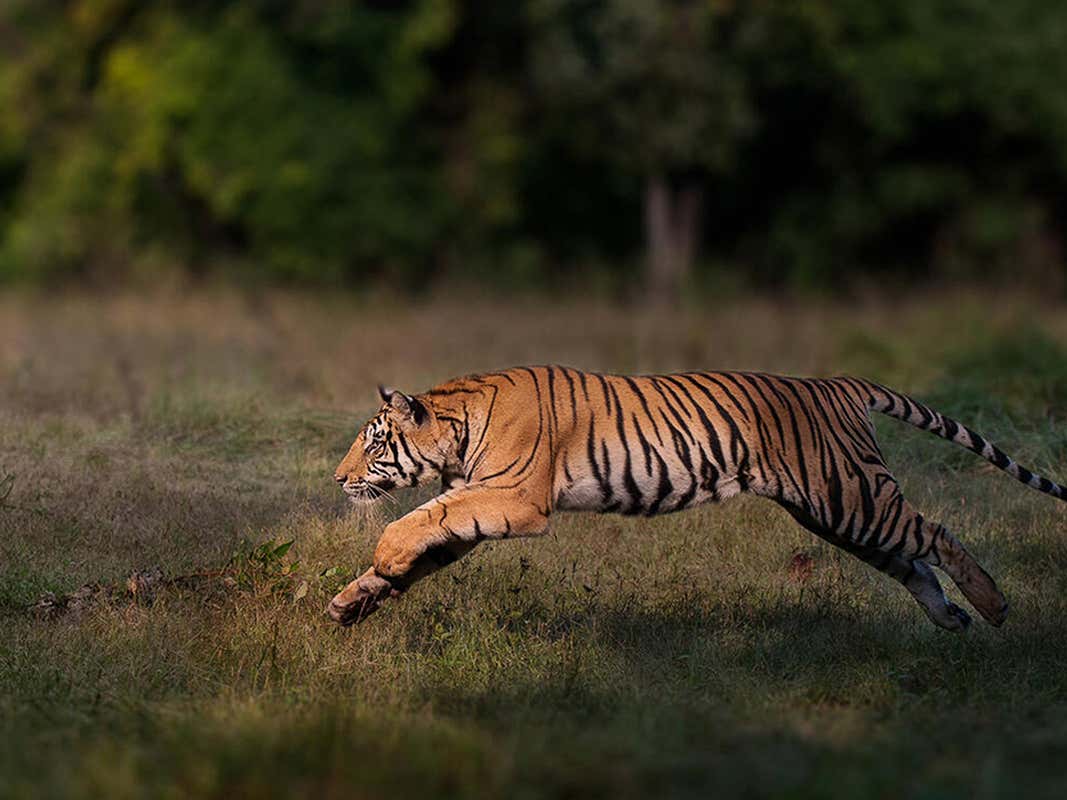 Detail Images Of Tigers Nomer 21