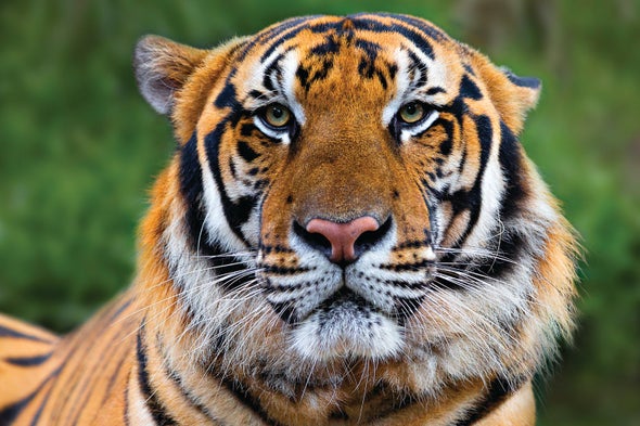 Detail Images Of Tigers Nomer 22