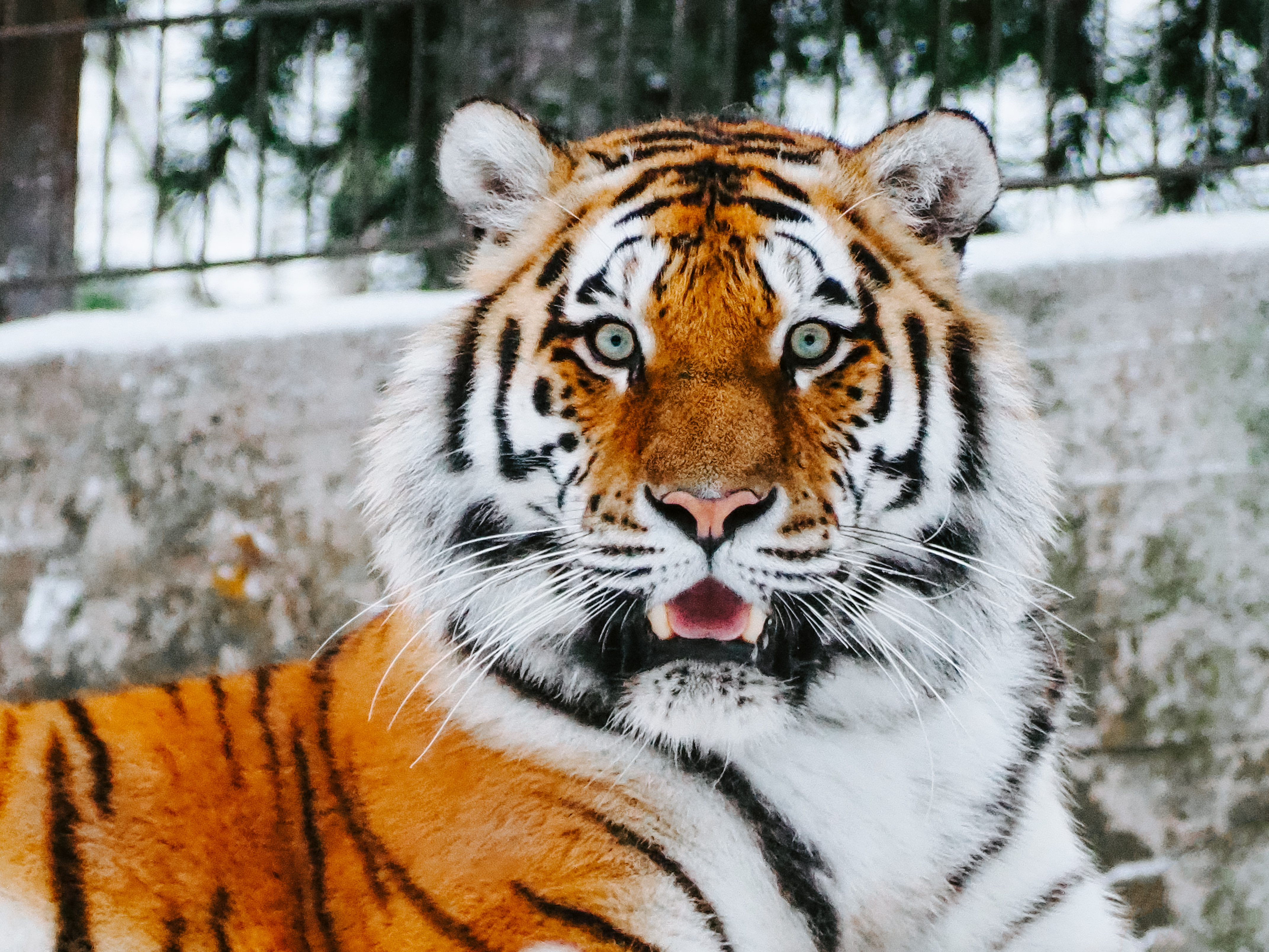 Detail Images Of Tigers Nomer 23