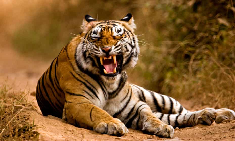 Detail Images Of Tigers Nomer 24