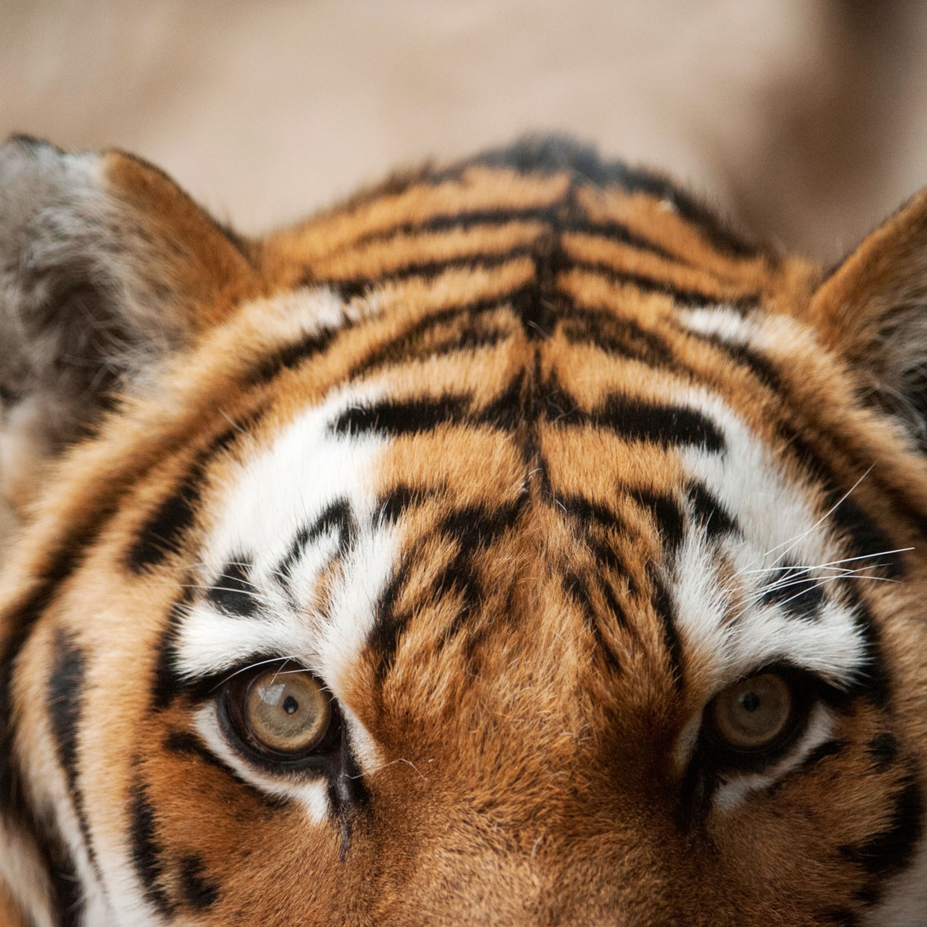 Detail Images Of Tigers Nomer 25