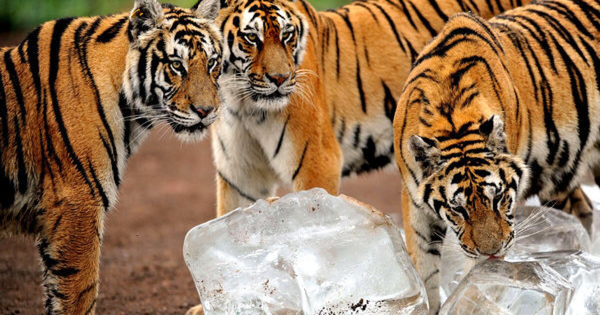 Detail Images Of Tigers Nomer 28