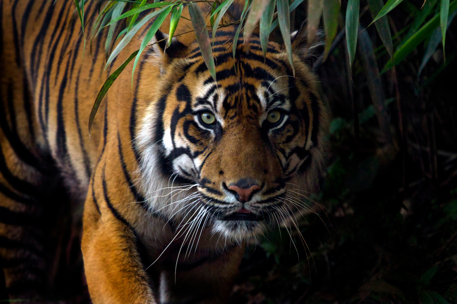 Detail Images Of Tigers Nomer 4