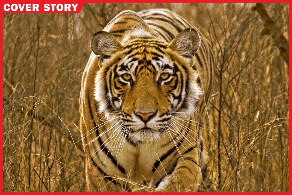 Detail Images Of Tigers Nomer 32