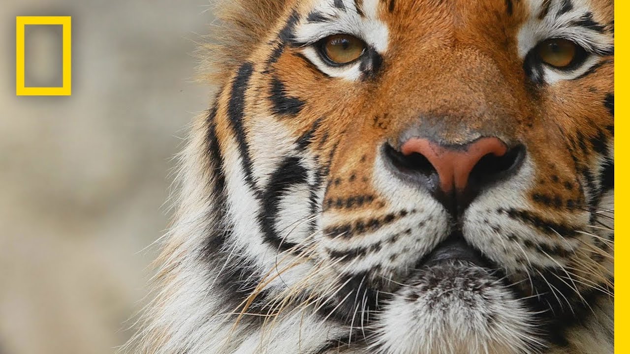 Detail Images Of Tigers Nomer 34