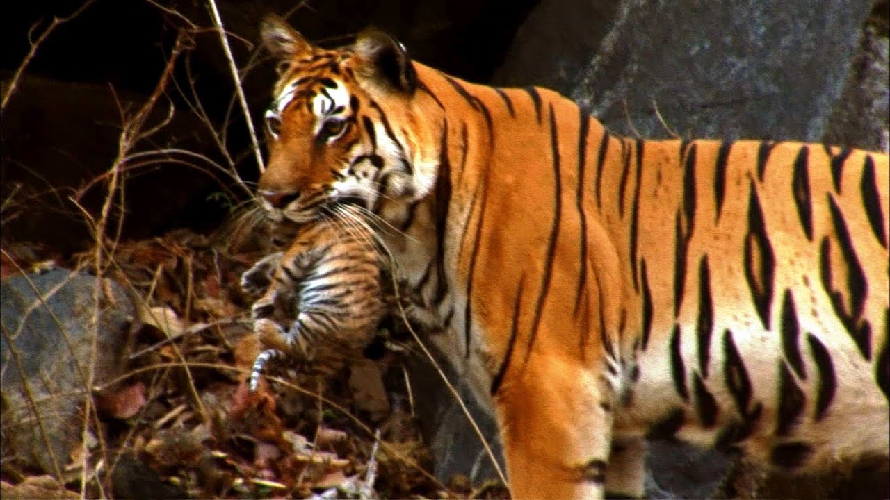 Detail Images Of Tigers Nomer 37