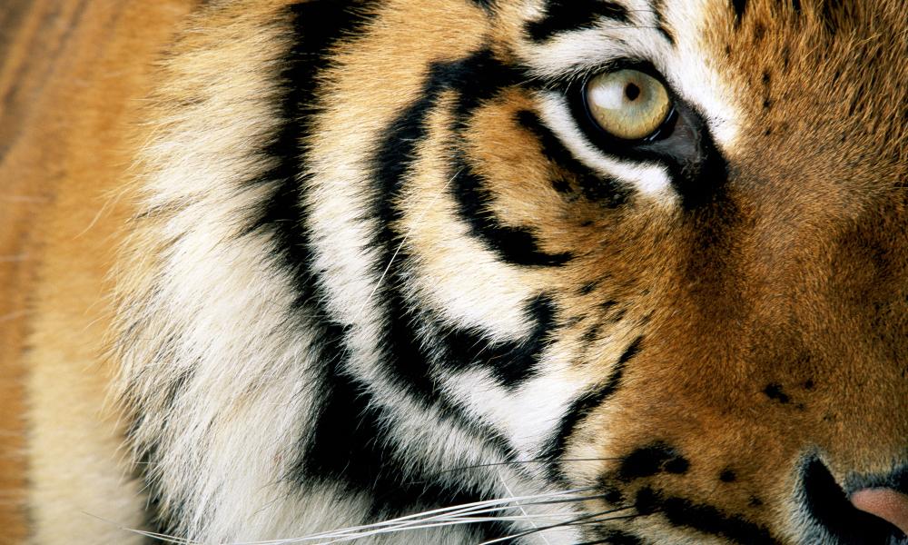 Detail Images Of Tigers Nomer 38