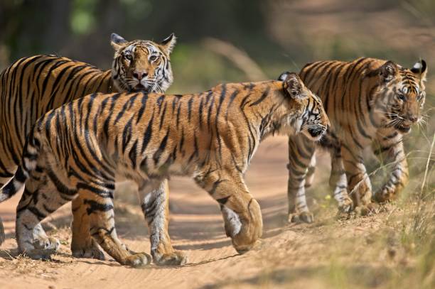 Detail Images Of Tigers Nomer 39