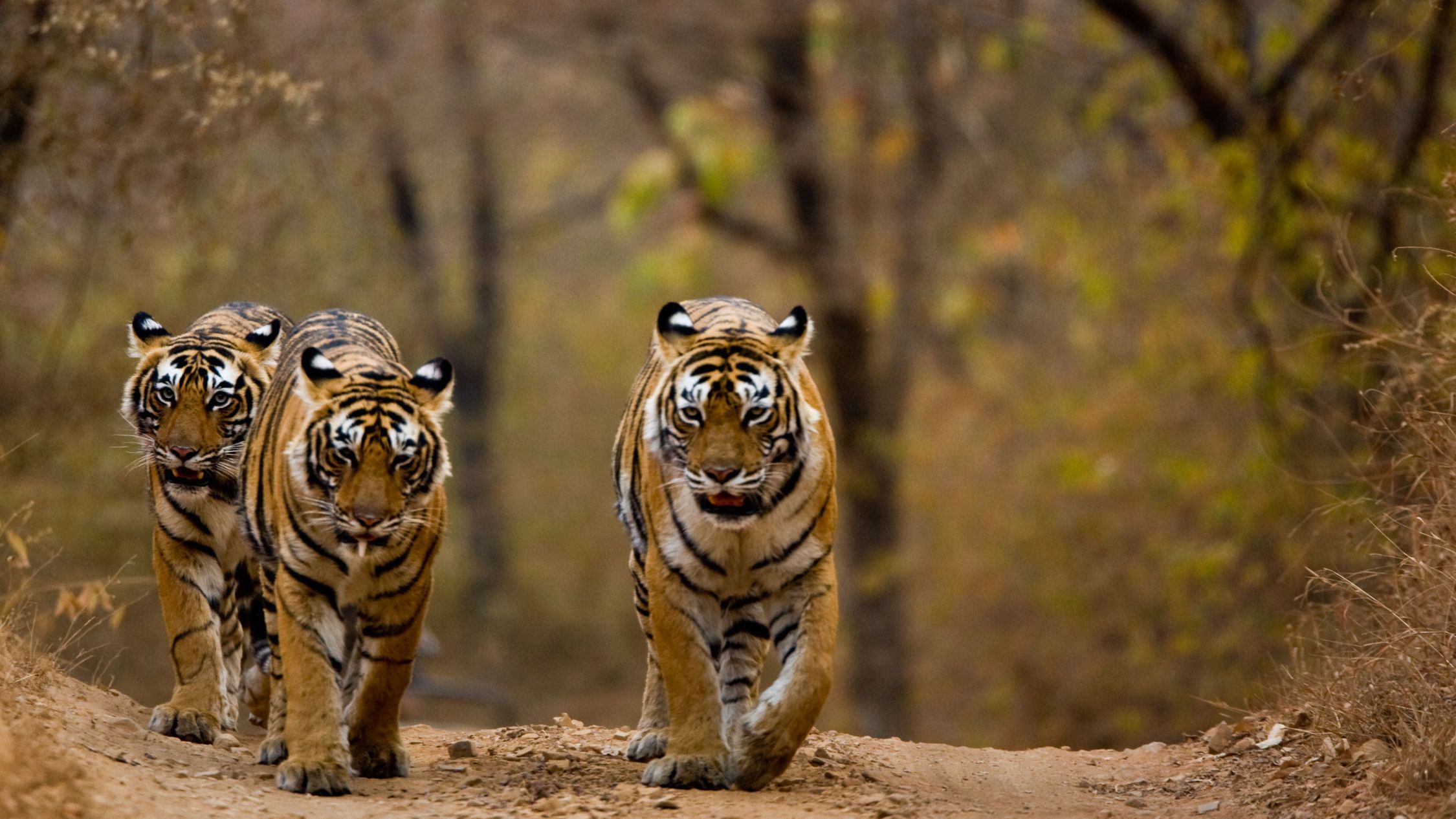 Detail Images Of Tigers Nomer 41