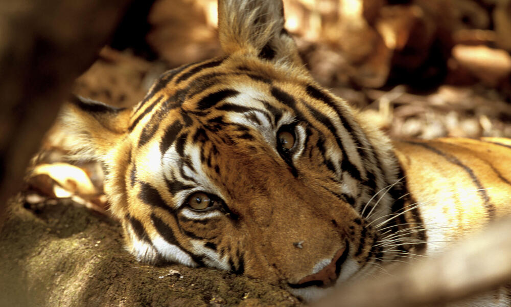 Detail Images Of Tigers Nomer 42