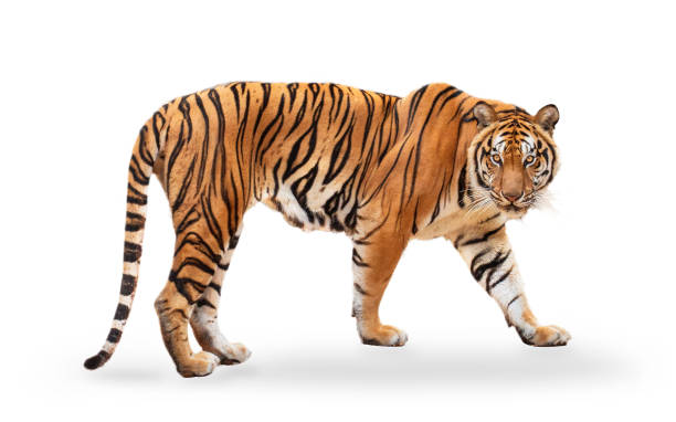 Detail Images Of Tigers Nomer 44