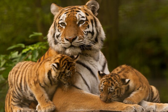 Detail Images Of Tigers Nomer 46