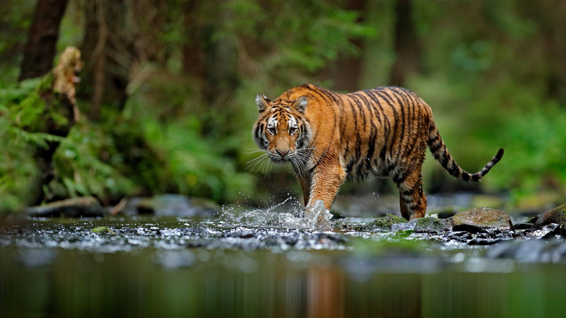 Detail Images Of Tigers Nomer 48