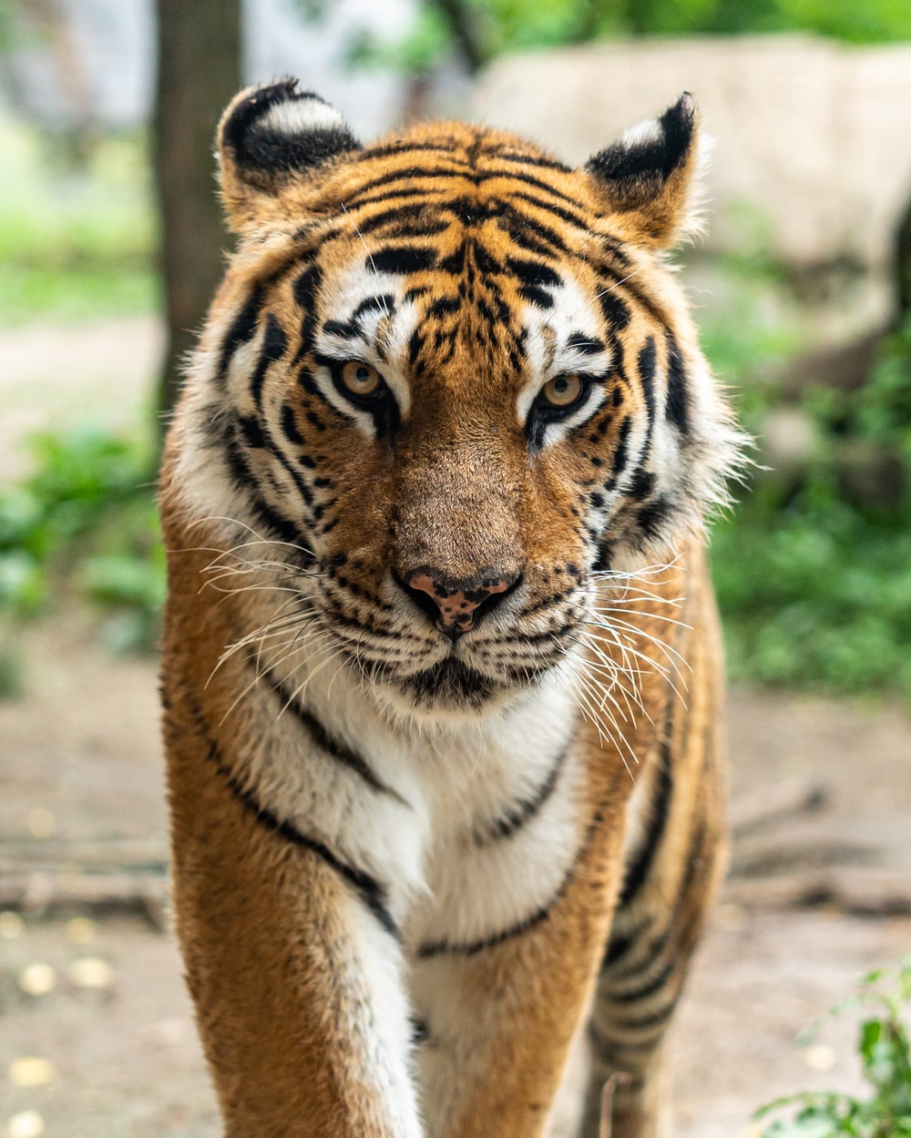 Detail Images Of Tigers Nomer 6