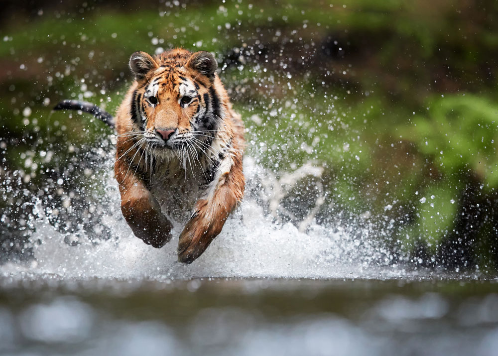 Detail Images Of Tigers Nomer 49