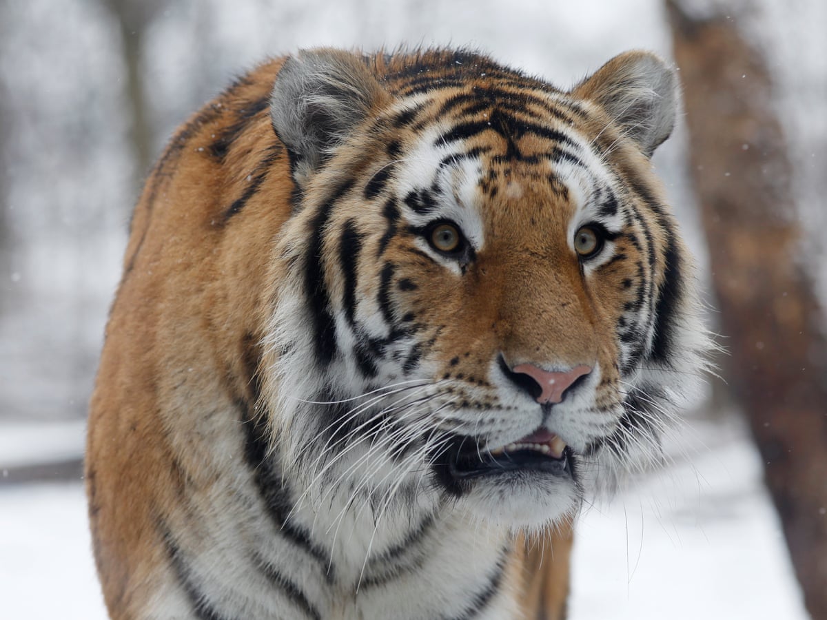 Detail Images Of Tigers Nomer 52