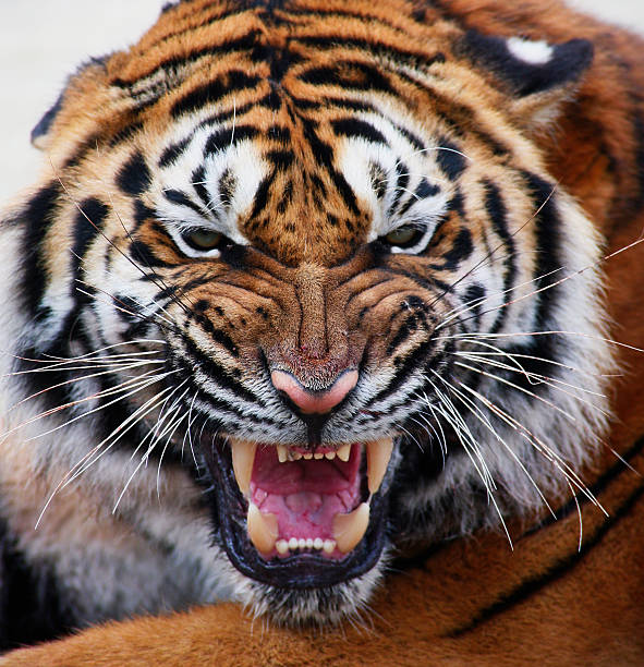 Detail Images Of Tigers Nomer 53